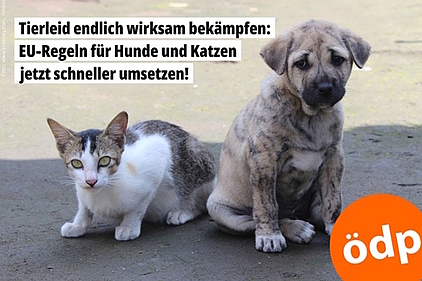 Katzen und Hunde